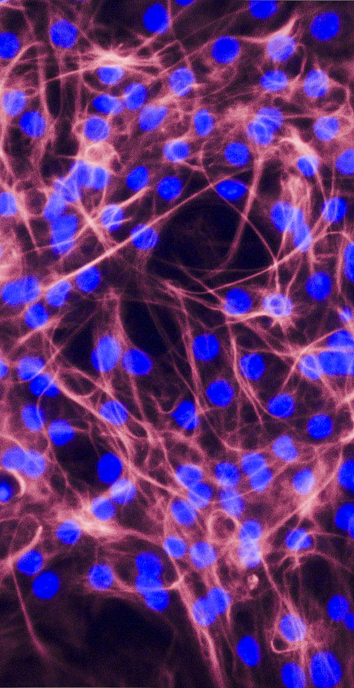 Image of Stem Cell