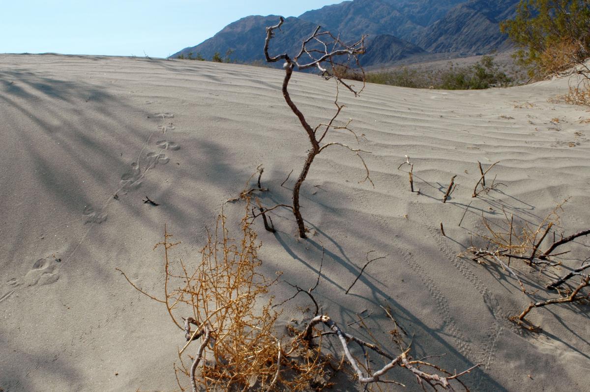 Figure 1 Tracks in a Sand Dune System. Image Credit: Sarah Tomsky.