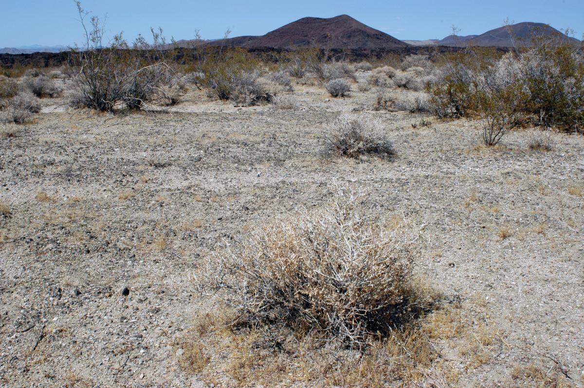 Figure 1 Soil Crusts, Mojave National Preserve. Image Credit: Sarah Tomsky.
