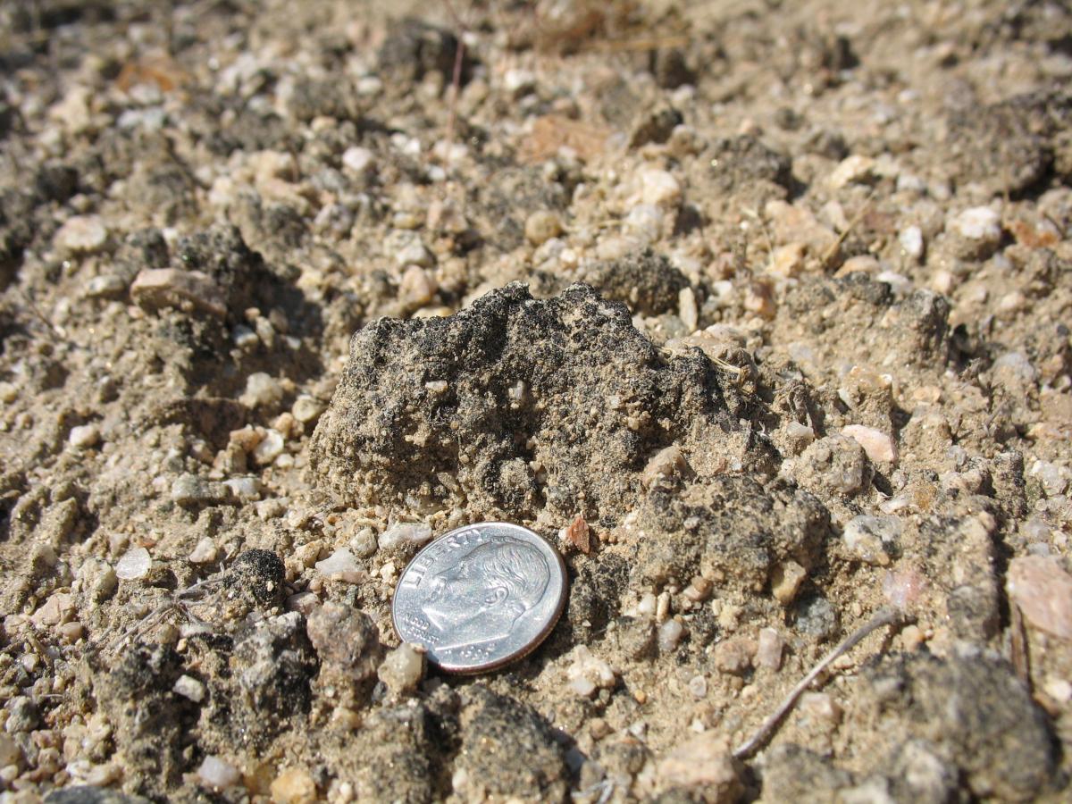 Figure 2  Soil Crust Detail, Mojave National Preserve. Image Credit:  Nerissa Rujanavech.