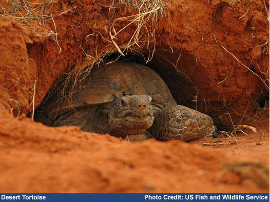 Figure 1. Desert Tortoise. Image Credit: Beth Jackson/FWS.