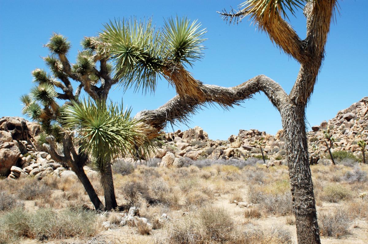 Figure 1.  Joshua Trees (Yucca brevifolia). Image Credit:  Sarah Tomsky.