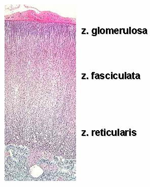 Histology with Color and Words