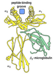 Image:Peptide binding.jpg