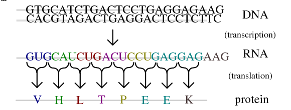 Image:Genetic code.svg